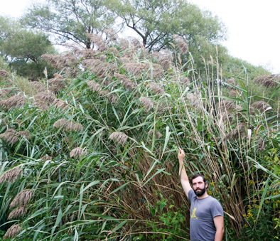 Man standing in front of tall invasive Phramites