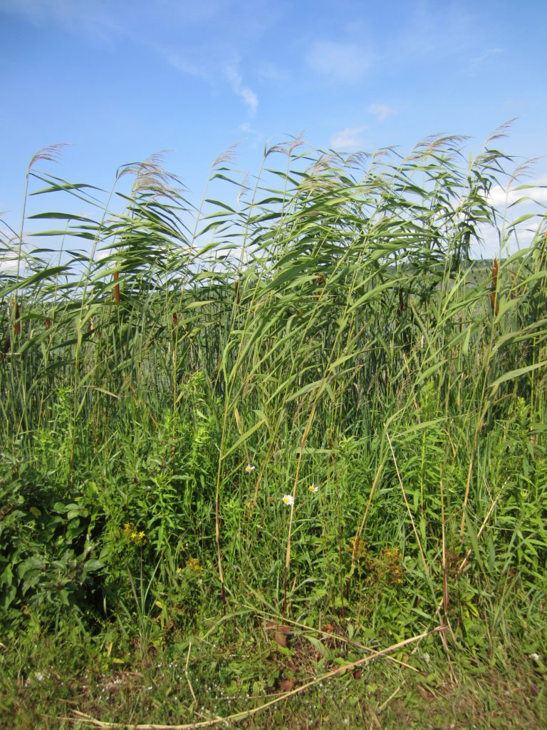 Native vs. Invasive – Ontario Phragmites Working Group