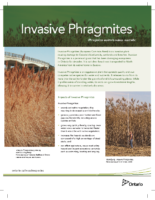 Information Invasive Phragmites Factsheet