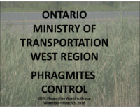 Phragmites and the Ministry of Transportation