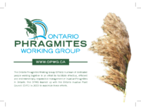 Invasive Phragmites Informational Postcard