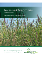Invasive Phragmites 2021